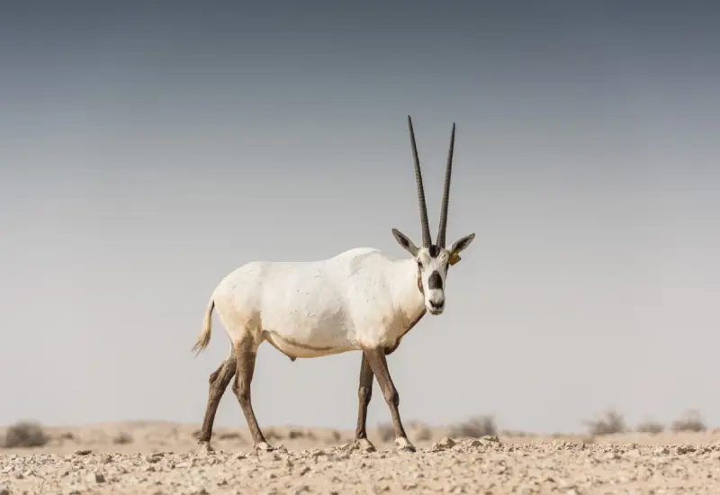 The arabian oryx