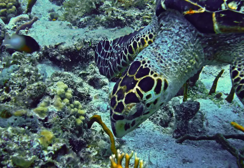 the hawksbill turtle in doha