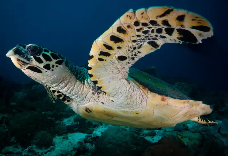 Qatar the hawksbill turtle
