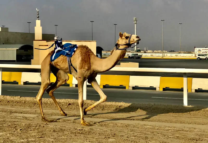Al shahaniyah camel race track