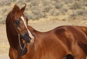 Arabian Horse Height